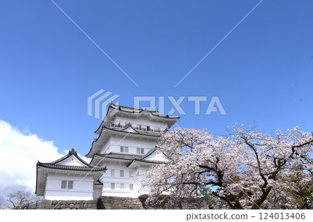 小田原城堡櫻花 124013406