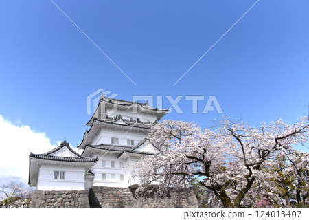 Odawara Castle Cherry Blossoms 124013407