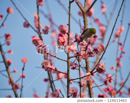Japanese white-eye and plum blossom in full bloom 124013463