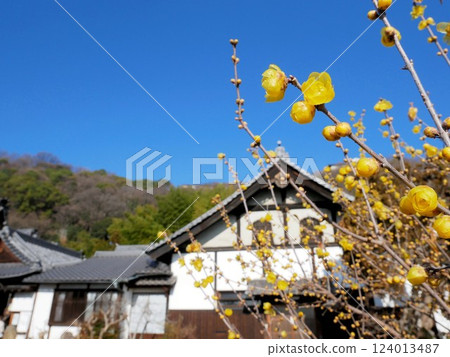 Winter plum blossoms at Jikoji Temple (Onomichi City, Hiroshima Prefecture) 124013487