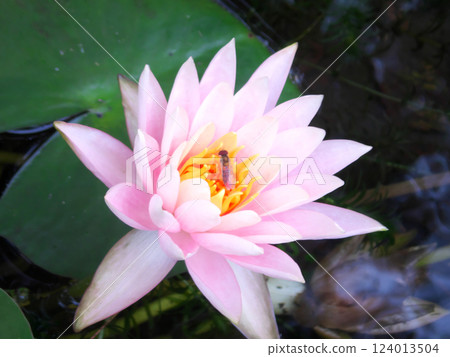 Water lily flower floating on the surface of the water 124013504