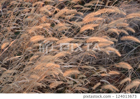 冬季大草原 124013673