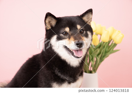 粉紅色包包、黃色鬱金香和微笑的柴犬雪莉 124013818
