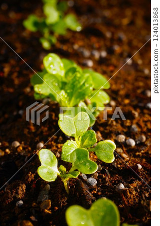 蘿蔔蘿蔔 124013868