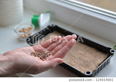 Woman's hand holding seeds for growing microgreens in a pot with linen rug. Growing at home on a windowsill. Organic, vegan, vegetarians, health superfood Woman's hand holding seeds for growing microgreens in a pot with linen rug. Growing at home on a windowsill. Organic, vegan, vegetarians, health superfood 124014001