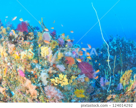 Diving in the paradise-like sea of Ito 124014292