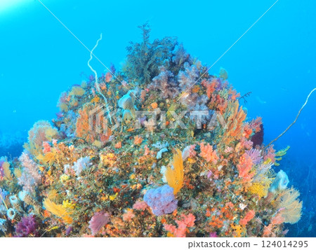 Diving in the paradise-like sea of Ito 124014295