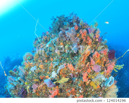 潛入天堂般的海 124014296