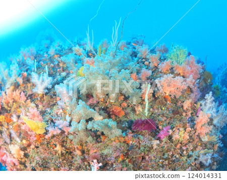 在伊豆色彩繽紛的海水中潛水 在伊豆色彩繽紛的海水中潛水 124014331