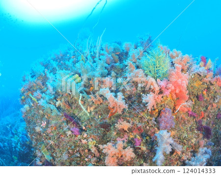 在潛水聖地伊豆海潛水 在潛水聖地伊豆海潛水 124014333