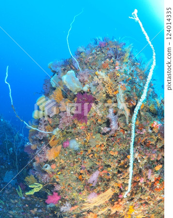 在潛水聖地伊豆海潛水 124014335