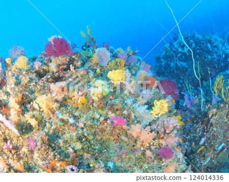 Diving in the sea of Izu, the mecca of diving Diving in the sea of Izu, the mecca of diving 124014336