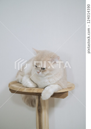 British shorthair beige cat with calm expression rests on wooden cat perch against plain white background 124014390
