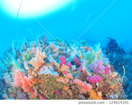Colorful soft corals and divers 124014391