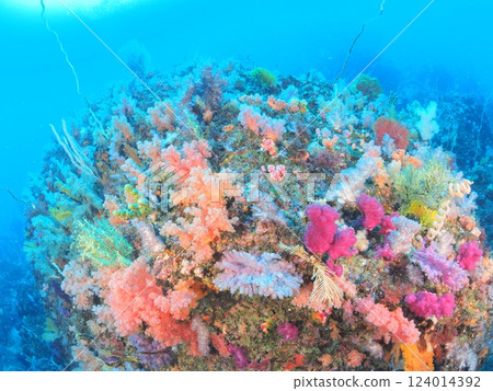 Diving in the colorful waters of Izu 124014392