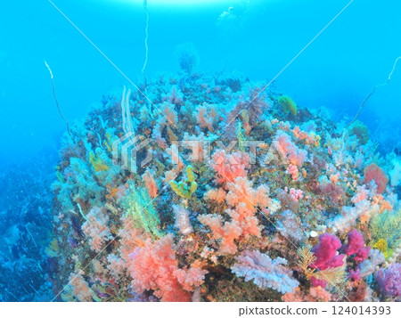 Diving in the colorful waters of Izu 124014393