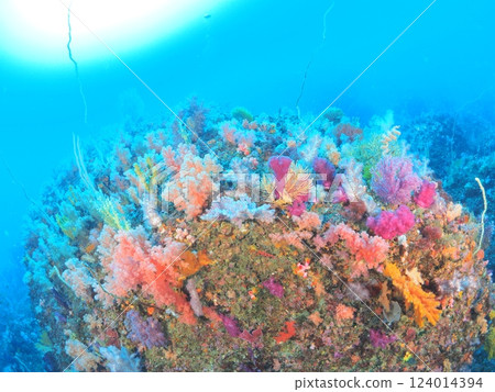 Diving in the colorful waters of Izu Diving in the colorful waters of Izu 124014394