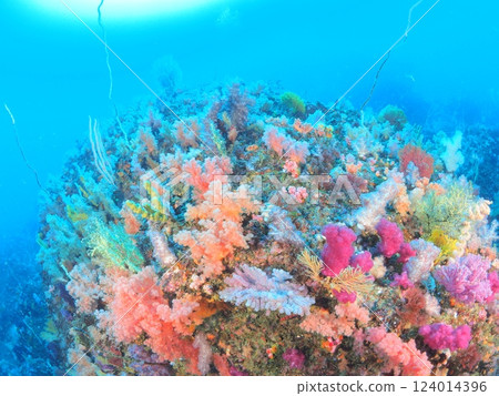 Diving in the colorful waters of Izu 124014396
