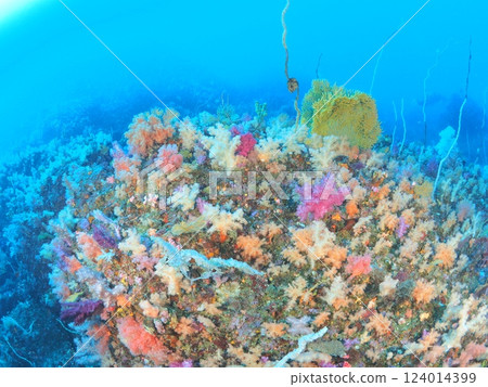 在伊豆色彩繽紛的海水中潛水 124014399