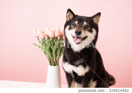 Pink bag, tulips and smiling Shiba Inu dog Sheri Pink bag, tulips and smiling Shiba Inu dog Sheri 124014402