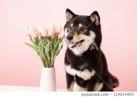 Pink bag, tulips and smiling Shiba Inu dog Sheri Pink bag, tulips and smiling Shiba Inu dog Sheri 124014403