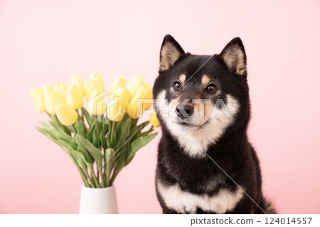 Pink bag, yellow tulips and smiling Shiba Inu dog Sheri Pink bag, yellow tulips and smiling Shiba Inu dog Sheri 124014557
