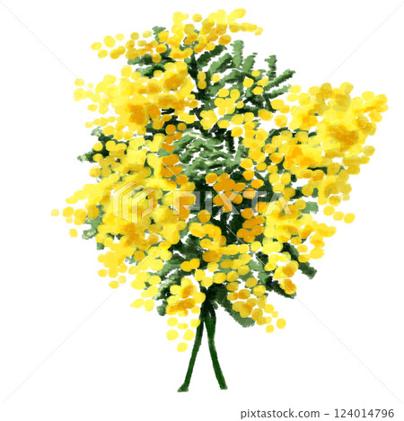 Mimosa painted in watercolor Mimosa painted in watercolor 124014796