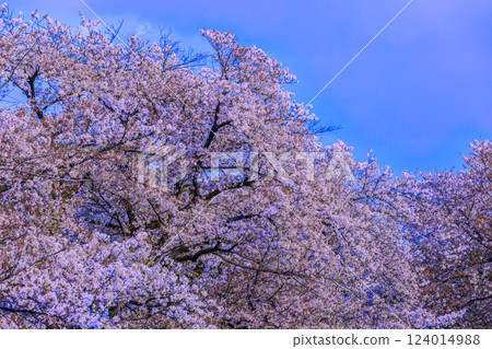 櫻花盛開，藍藍的天空 124014988