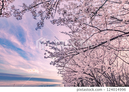 Sunset clouds and rows of cherry blossom trees - Komatsugawa Senbonzakura Sunset clouds and rows of cherry blossom trees - Komatsugawa Senbonzakura 124014996
