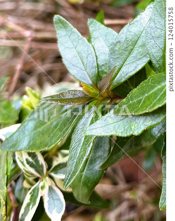 Abelia 3 produces beautiful new shoots and leaves at the beginning of spring 124015758