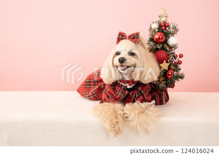 Panna the smiling Maltipoo with a pink background and a Christmas tree 124016024