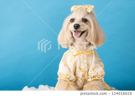 Blueback and smiling Maltipoo Panna 124016028