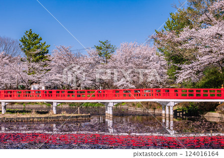 Cherry blossoms blooming at Iwatsuki Castle Park, Saitama Prefecture 124016164