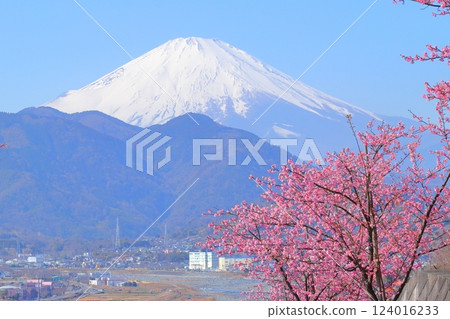 (神奈川縣)松田西平畑公園河津櫻花和富士山 (神奈川縣)松田西平畑公園河津櫻花和富士山 124016233
