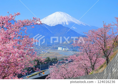 （神奈川縣）松田西平畑公園河津櫻花和富士山 124016236
