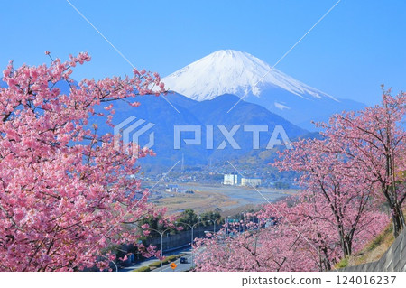 (神奈川縣)松田西平畑公園河津櫻花和富士山 (神奈川縣)松田西平畑公園河津櫻花和富士山 124016237