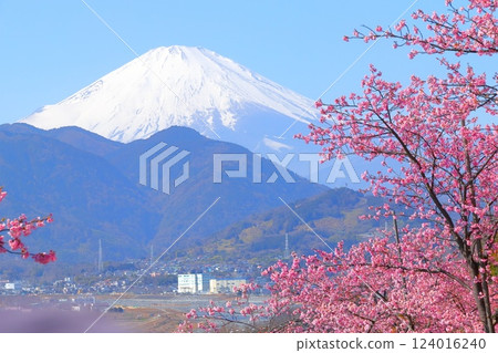 (神奈川縣)松田西平畑公園河津櫻花和富士山 (神奈川縣)松田西平畑公園河津櫻花和富士山 124016240
