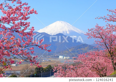 （神奈川縣）松田西平畑公園河津櫻花和富士山 124016241