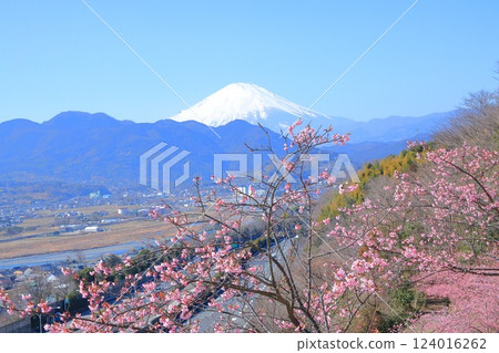 （神奈川縣）松田西平畑公園河津櫻花和富士山 124016262
