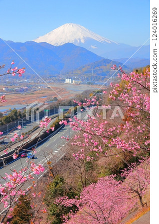 (Kanagawa Prefecture) Matsuda Nishihirahata Park Kawazu Cherry Blossoms and Mt. Fuji (Kanagawa Prefecture) Matsuda Nishihirahata Park Kawazu Cherry Blossoms and Mt. Fuji 124016269