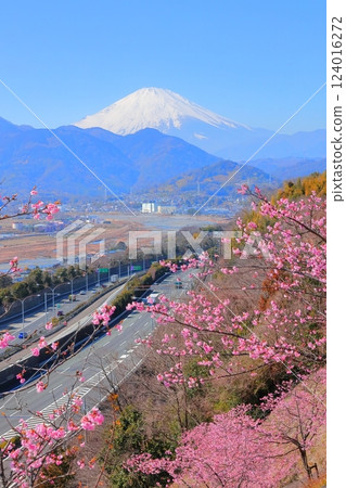 (Kanagawa Prefecture) Matsuda Nishihirahata Park Kawazu Cherry Blossoms and Mt. Fuji (Kanagawa Prefecture) Matsuda Nishihirahata Park Kawazu Cherry Blossoms and Mt. Fuji 124016272