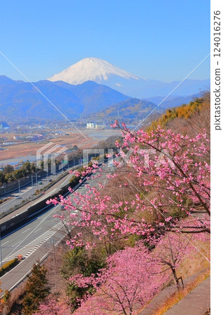（神奈川縣）松田西平畑公園河津櫻花和富士山 124016276