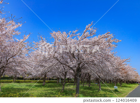 Cherry blossoms in full bloom 124016409