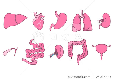 Illustration of the internal organs 124016483