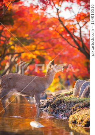 [秋] 奈良公園的鹿 [紅葉] 124016516
