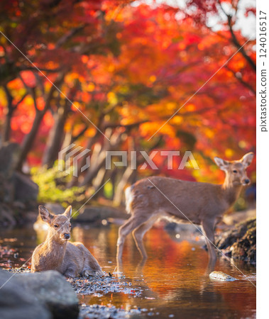 [秋] 奈良公園的鹿 [紅葉] 124016517