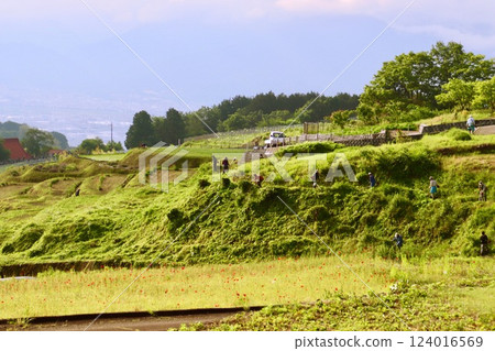 People maintaining rice terraces・1 People maintaining rice terraces・1 124016569