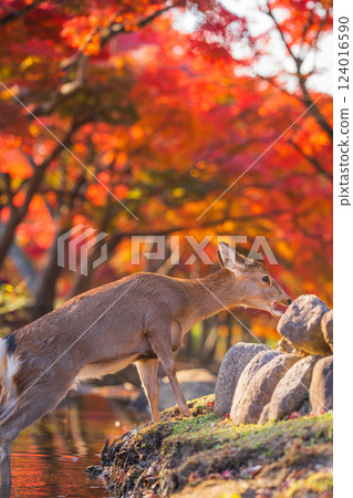 [Autumn] Deer in Nara Park [Autumn leaves] 124016590