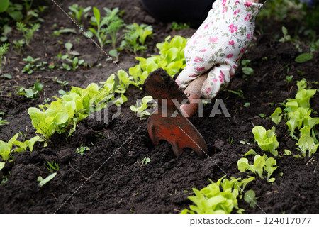 Gardening activity involves cultivating vegetables and maintaining soil health at a community garden during springtime Gardening activity involves cultivating vegetables and maintaining soil health at a community garden during springtime 124017077