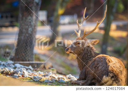 Deer in Nara Park 124017084